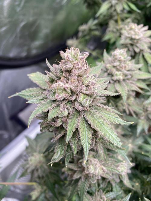 Gassy Bastard / Mambow Juice. Week 17 - d 118 GB#1