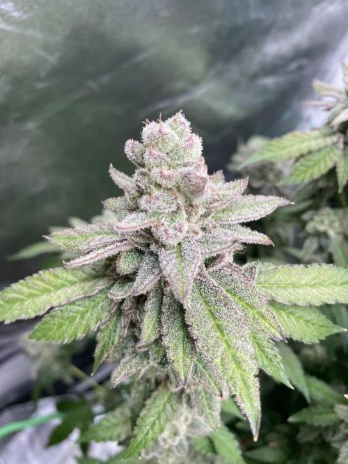 Gassy Bastard / Mambow Juice. Week 17 - d 118 MJ#3