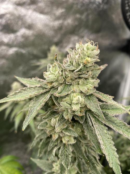Gassy Bastard / Mambow Juice. Week 17 - d 118 GB#2