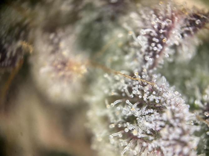 Gassy Bastard / Mambow Juice. Week 17 - d 118 MJ3