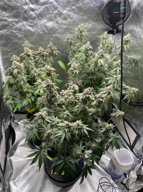 Gassy Bastard / Mambow Juice. Week 17 - d 118 overview