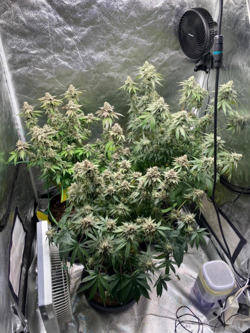 Gassy Bastard / Mambow Juice. Week 17 - d 119