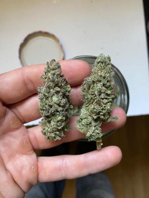 Gassy Bastard / Mambow Juice. Week 18 - MJ #3