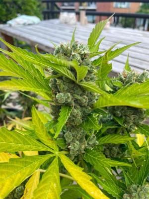 Comment by paradiseseeds photo #1