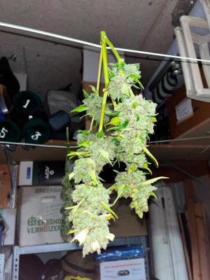 Comment by paradiseseeds photo #2