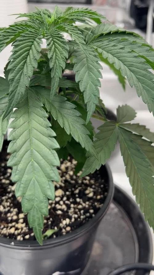 Barney’s Farm Gelato - Photo/Fem