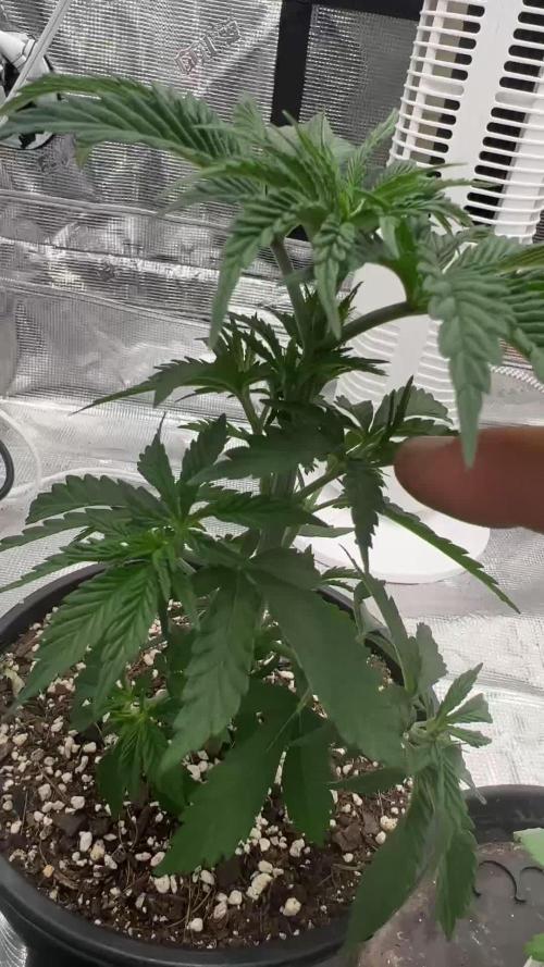 Barney’s Farm Gelato - Photo/Fem