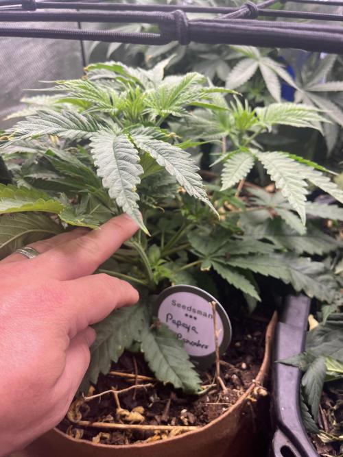 Papaya Pancakes. Week 5