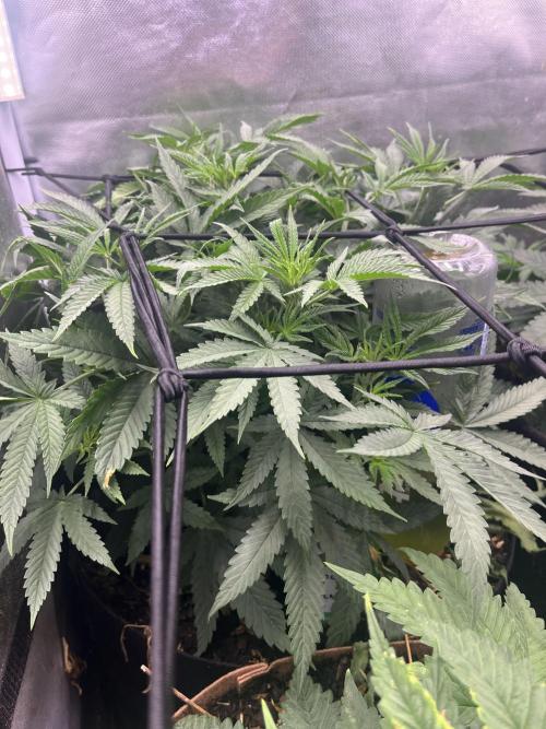 Papaya Pancakes. Week 5