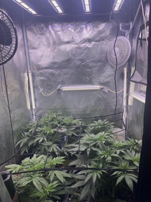 Papaya Pancakes. Week 5