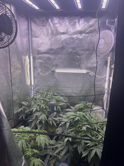 Papaya Pancakes. Week 5