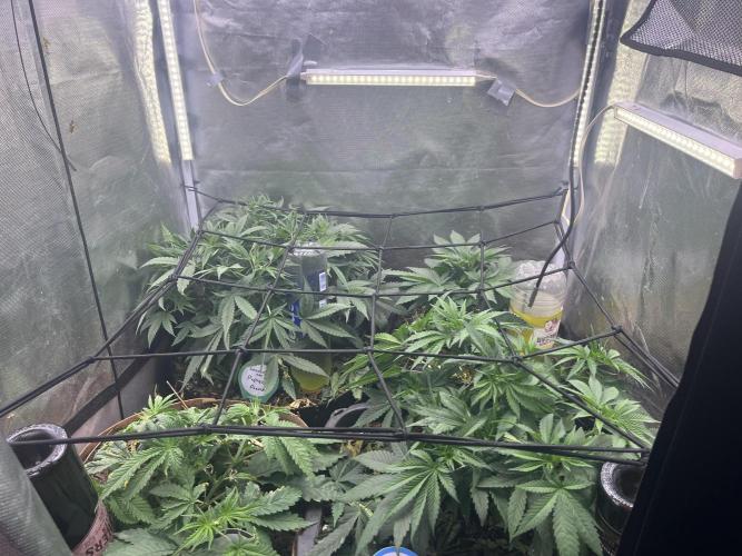 Papaya Pancakes. Week 5