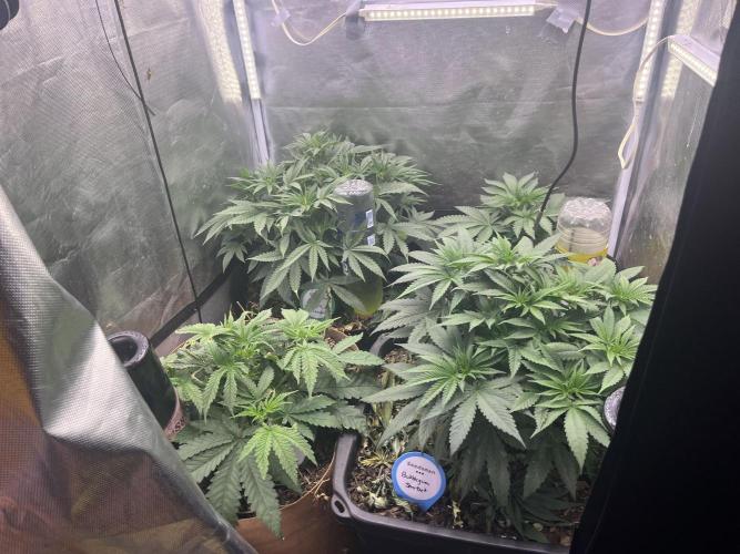 Papaya Pancakes. Week 5