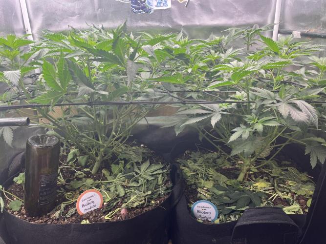 BMR living soil. Week 5