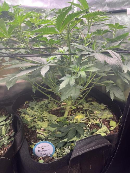 BMR living soil. Week 5