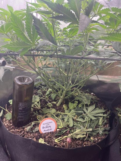 BMR living soil. Week 5