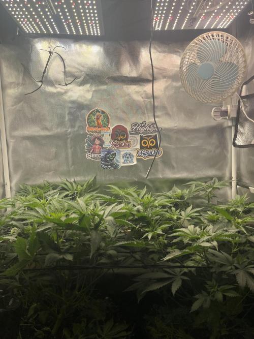 BMR living soil. Week 5