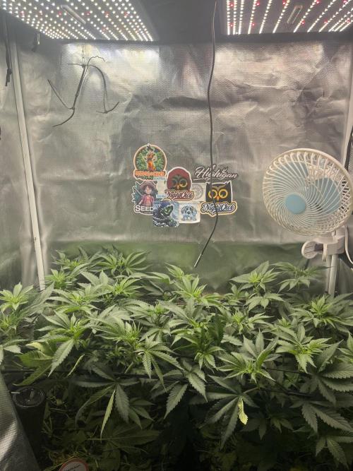 BMR living soil. Week 5