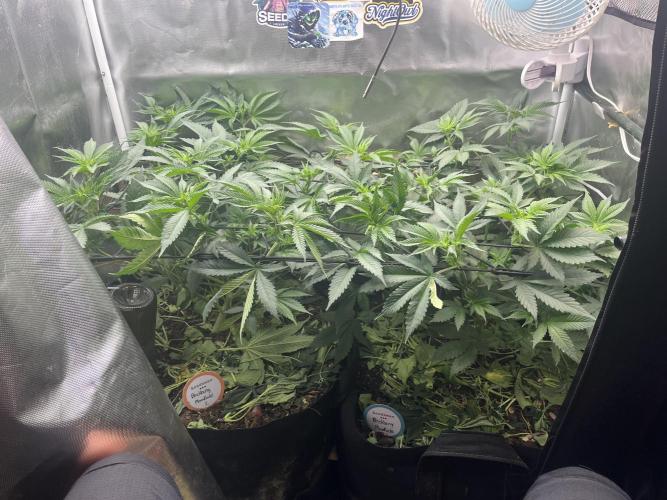 BMR living soil. Week 5