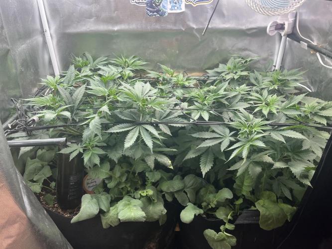 BMR living soil. Week 5