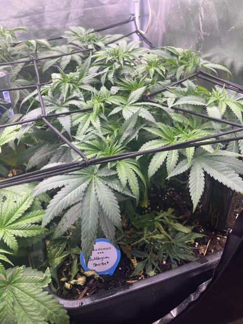 Bubblegum Sherbet. Week 5