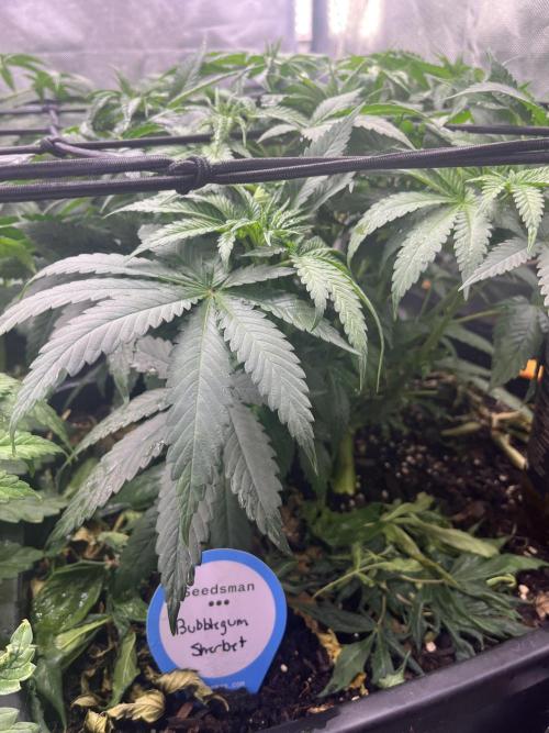 Bubblegum Sherbet. Week 5