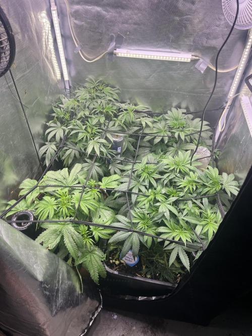 Bubblegum Sherbet. Week 5