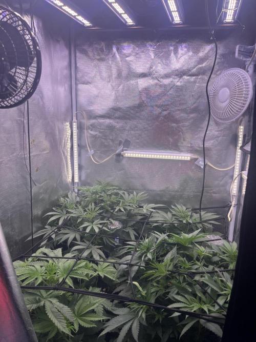 Bubblegum Sherbet. Week 5