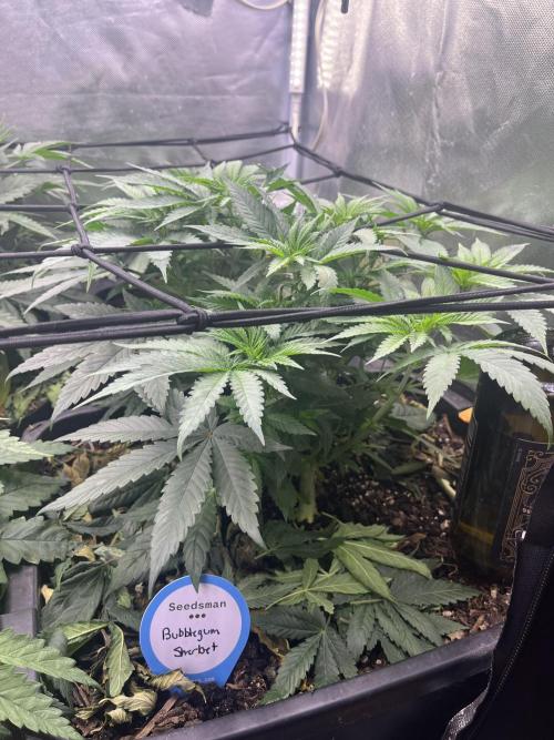 Bubblegum Sherbet. Week 5