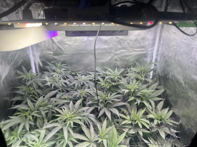 Chicken N Wafflez. Week 6