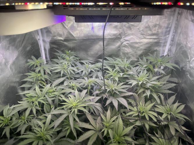 Chicken N Wafflez. Week 6