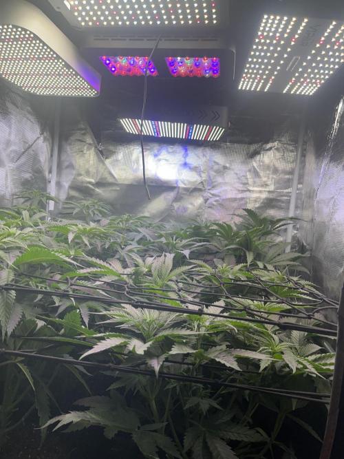 Chicken N Wafflez. Week 6