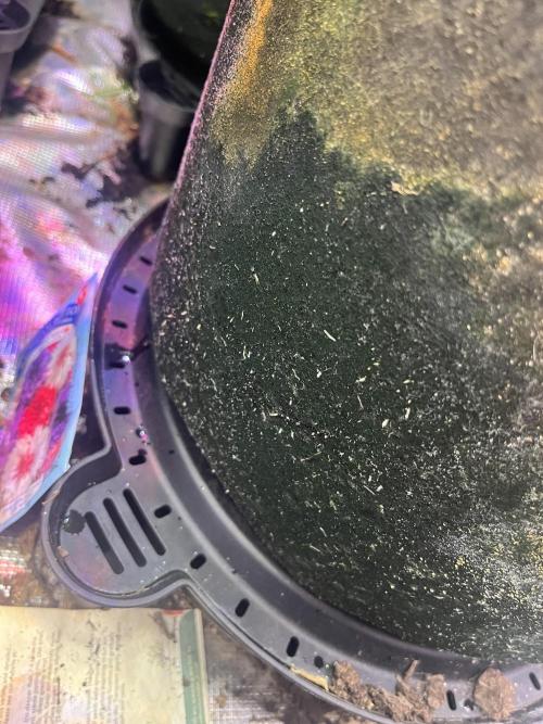 Chicken N Wafflez. Week 6