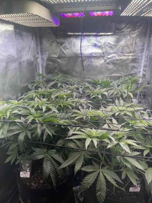 Chicken N Wafflez. Week 6