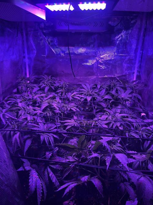 Chicken N Wafflez. Week 6