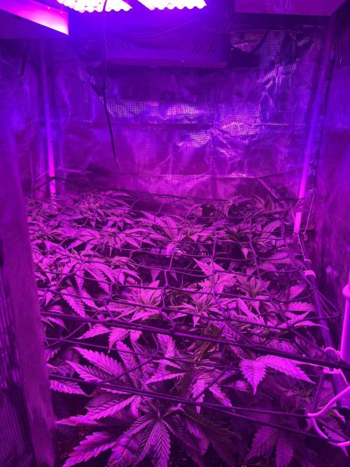 Chicken N Wafflez. Week 6