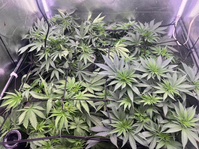 Chicken N Wafflez. Week 6