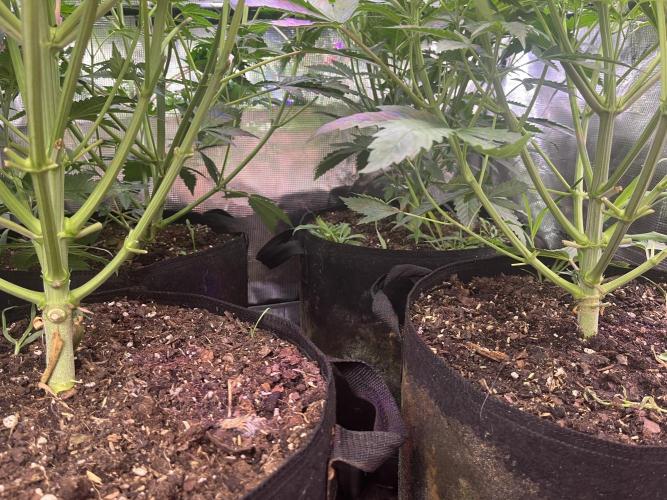 Chicken N Wafflez. Week 6