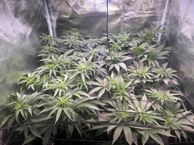 Chicken N Wafflez. Week 6