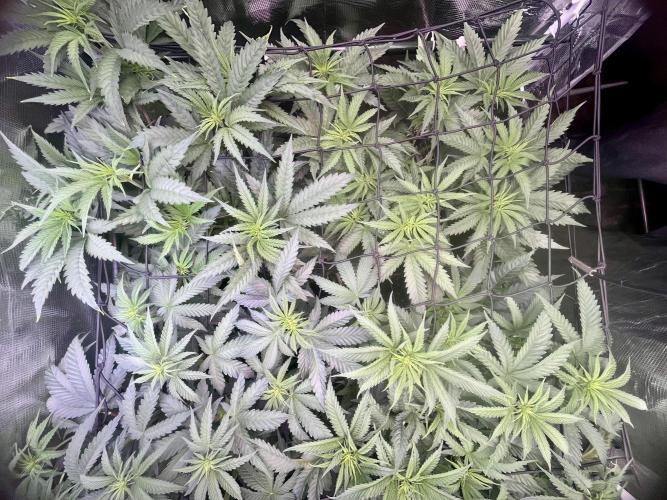 Chicken N Wafflez. Week 6