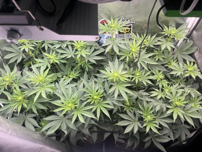 BMR living soil. Week 6