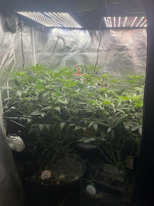BMR living soil. Week 6