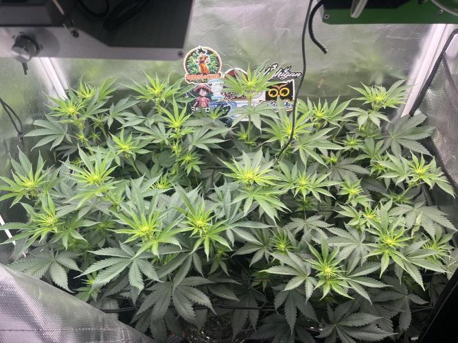 BMR living soil. Week 6