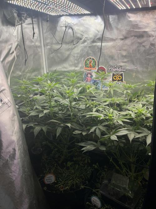 BMR living soil. Week 6