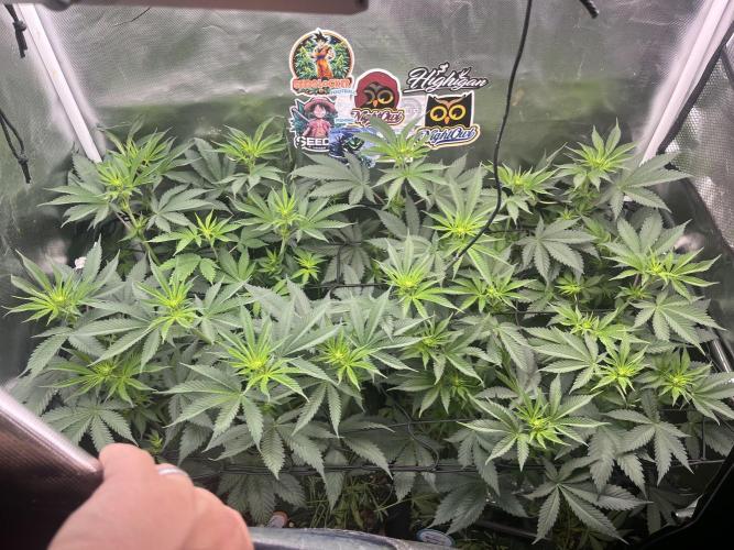 BMR living soil. Week 6