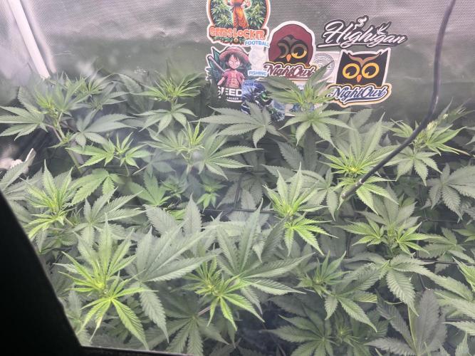 BMR living soil. Week 6