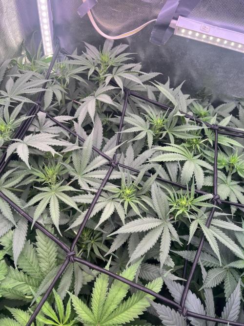 Papaya Pancakes. Week 6