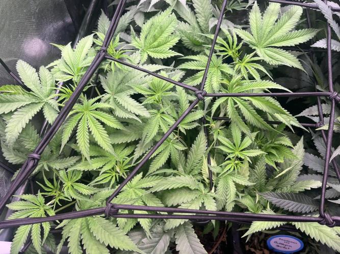 Papaya Pancakes. Week 6