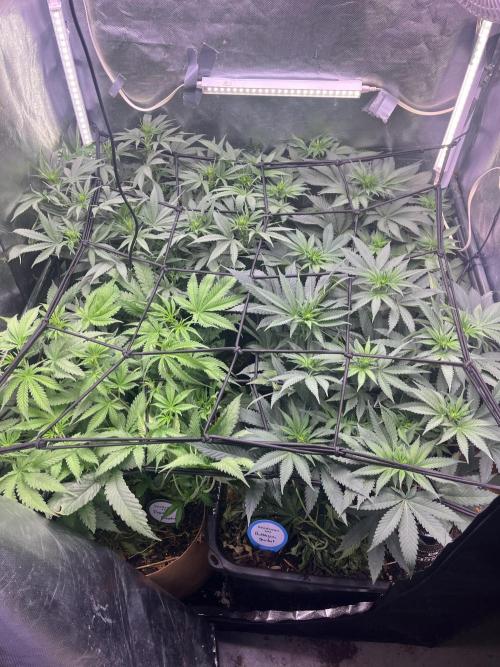 Papaya Pancakes. Week 6