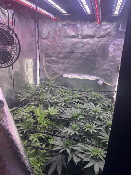 Papaya Pancakes. Week 6